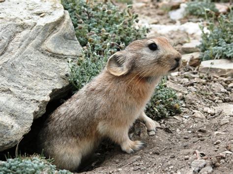 Ladakh Pika 2007 Ladak Pika Wikipedia Worlds Cutest Animals