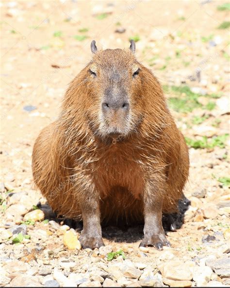 Capybaras Are The Largest Rodents And Can Weigh Up To 160 Lbs R