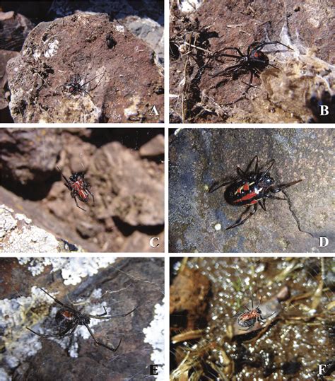 A. Latrodectus mirabilis (lower spider at image) and Alpaida versicolor ...