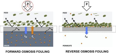 Membrane Fouling In Forward Osmosis Processes Is Reversible Reverse