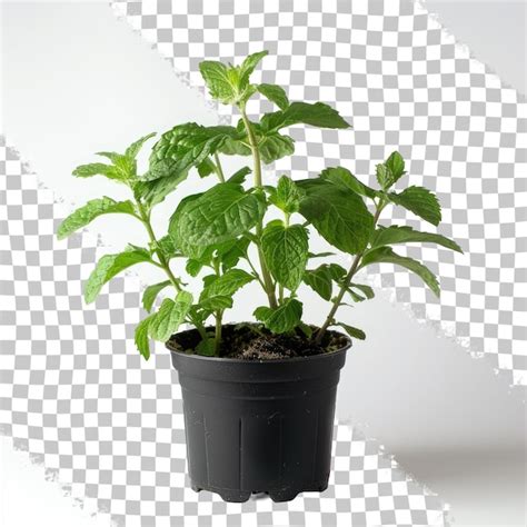 Premium Psd A Plant In A Black Pot With A Green Leaf On It