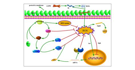 Antioxidant Mechanism Of Betaine Without Free Radical Scavenging