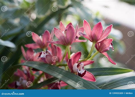 Gorgeous Pink Orchids in Green Grass with Natural Light Stock Image - Image of magenta, calm ...