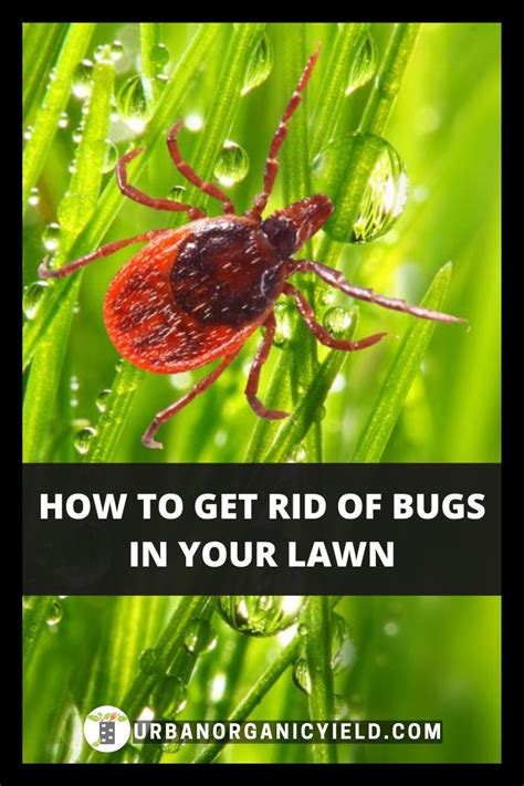 Get Rid Of Lawn Bugs Pests And Insects