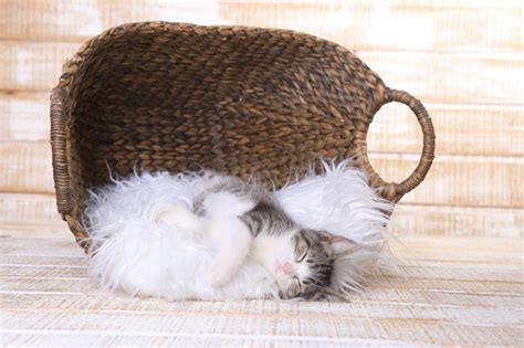 Premium Photo Cat Sleeping In Basket