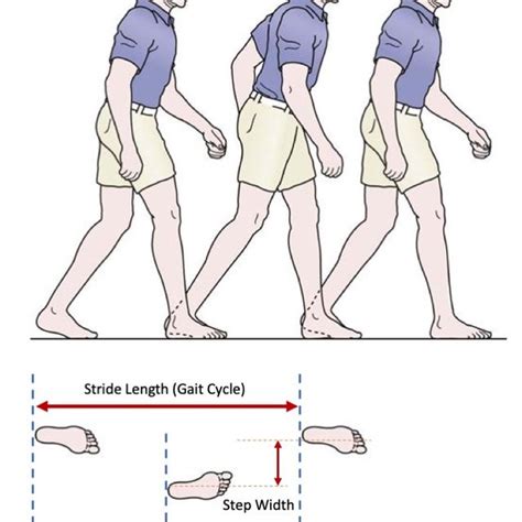 2 Visual Illustration Of Gait Phases And The Correponding Terminology