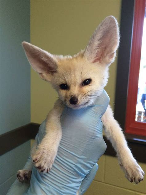 Update Happy Hollow Fennec Fox Kits Still Adorable Zooborns