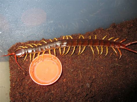 Scolopendra subspinipes | Arachnoboards