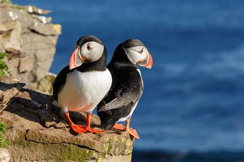 Puffins who have to migrate farther often struggle with breeding - Earth.com