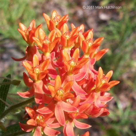 South Florida Native Flowers - Florida Native Plants Nursery : A ...