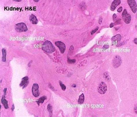 Juxtaglomerular Cells Histology