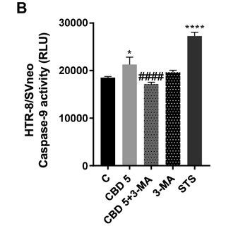 Cbd Induced Autophagy Cooperates With Apoptosis In Htr Svneo Cells A