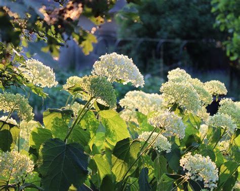 Best Hydrangea By Zone – Find The Right One For Your Climate | Gardening Know How