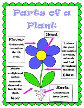 Parts Of Plant Poster By Miss Katie S Class TPT