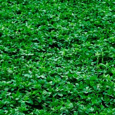 100 Alfalfa Cover Crop Seeds | NON-GMO | Heirloom – Seed World