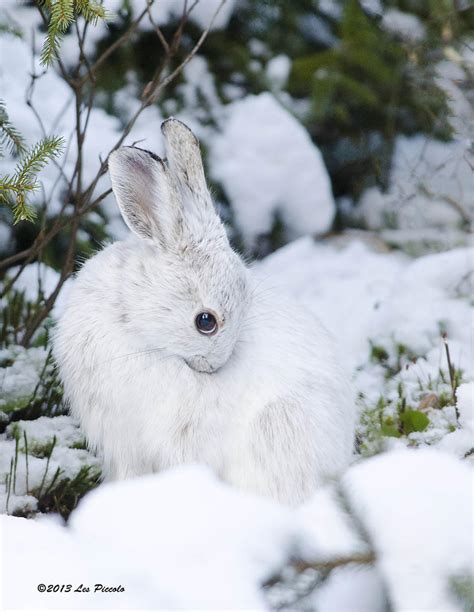 Snowshoe Hare 2 By Les Piccolo On Deviantart