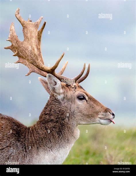 Fallow Deer Stag High Resolution Stock Photography And Images Alamy