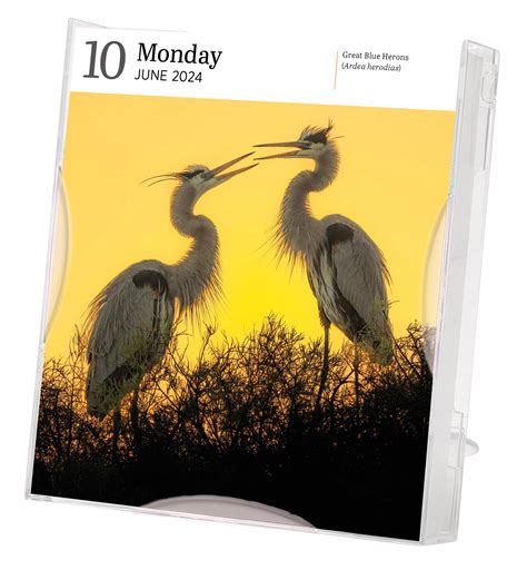 Audubon Birds Page-A-Day Gallery Calendar 2024 - Workman Publishing