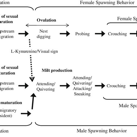 Diagrammatic Representation Of The Sexual Behaviors Of Male And Female Download Scientific