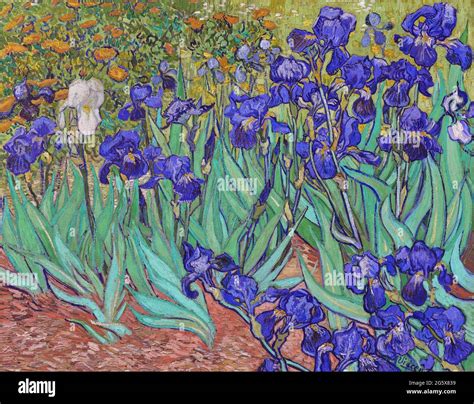 Iris Van Gogh Banque De Photographies Et Dimages à Haute Résolution