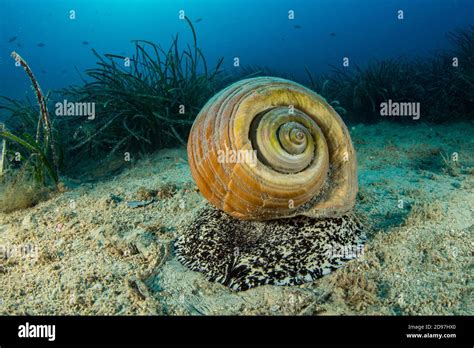 Giant Sea Snails