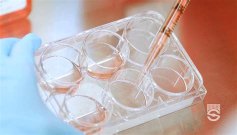 Protocol For Differentiation Of T Cells From Pscs