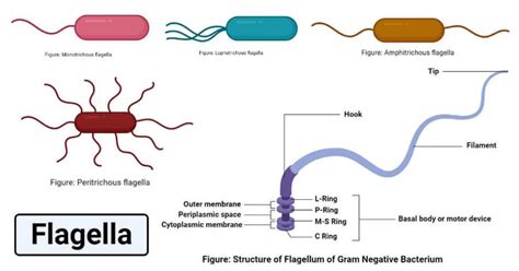 Flagella- Definition, Structure, Types, Arrangement, Functions ...