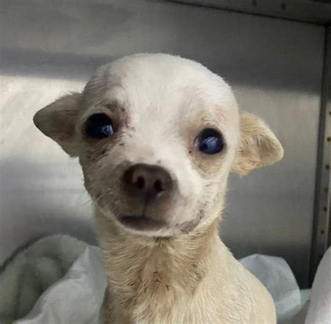 Pincky El Pinky Chihuahua Que Protegi Su Hogar Y Se Convirti En