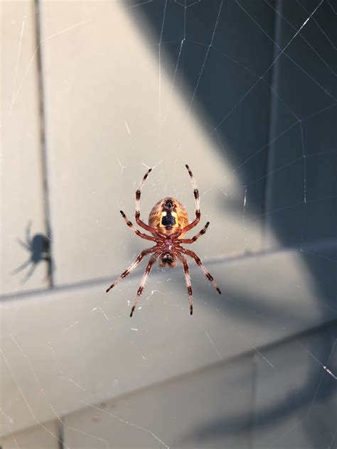 Female Araneus Marmoreus Marbled Orb Weaver In Delancey New York