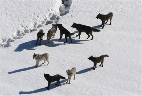 Did wolves help restore trees to Yellowstone? | PBS NewsHour