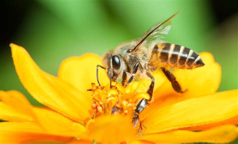 Qué significa soñar con picaduras de abeja