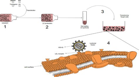 Schematic events of lentiviral vector production and transducing target ...