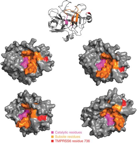 Molecular Model Of The Serine Protease Domain Of TMPRSS6 Showing