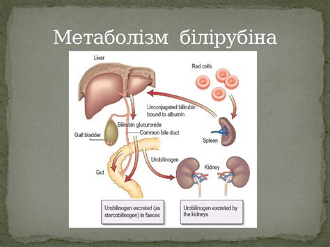 Хвороби жовчовивідних шляхів - презентация онлайн