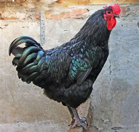 4 Methods That Help You Manage A Big Rooster - Hobby Farms