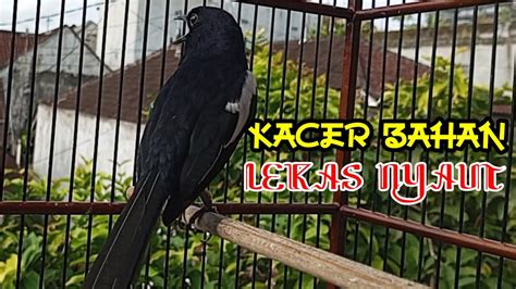 Test Pancingan Suara Kacer Ngeplong Buat Memancing Kacer Bahan Cepat