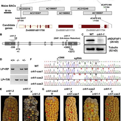 Map Based Cloning And Genetic Validation Of The Maize Mutant Crk