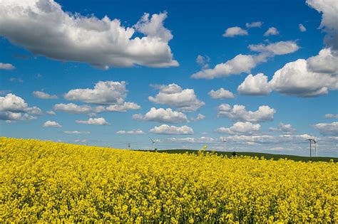 Hd Wallpaper Panoramic Photo Of Yellow Flower Fields Under The Blue