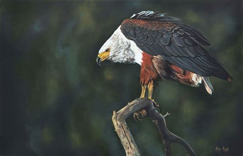 African Fish Eagle Robyn Ansell Art