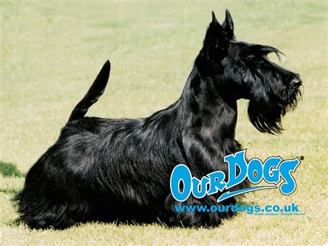 Scottish Terrier - Dogs Wallpaper (13788895) - Fanpop