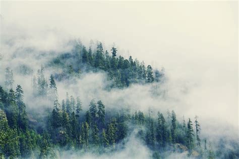 朦胧的森林素材 朦胧的森林图片 朦胧的森林素材图片下载 觅知网