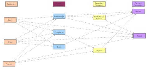 Food Web In Temperate Grassland Insight Maker