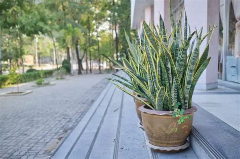 Snake Plant Leaves Turning Yellow 6 Causes And Cures Cutting Edge Plants