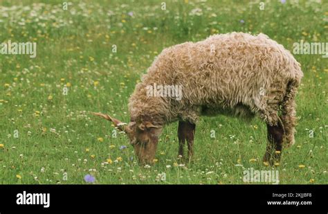 Spiral Horns In Sheep Stock Videos Footage Hd And K Video Clips