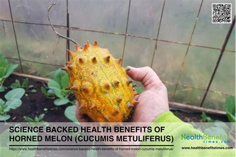 Science Backed Health Benefits Of Horned Melon Cucumis Metuliferus