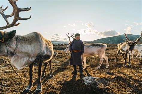 Free picture: caribou, herd