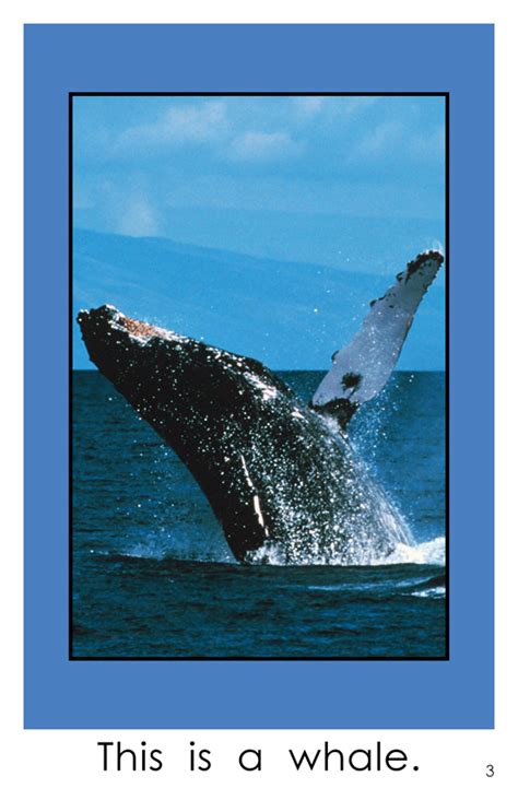 Pacific Ocean Animals Kindergarten Book Wilbooks