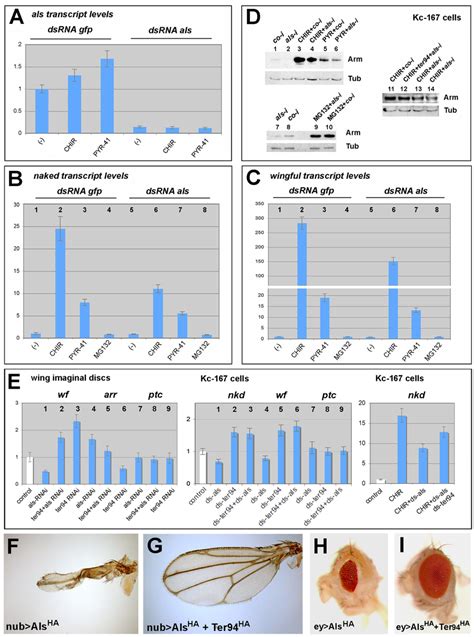 Als acts downstream of GSK3β and upstream of SCF Slimb βTRCP E3 Ub