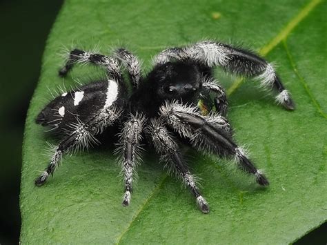 Male Phidippus Regius Adult Male Phidippus Regius In Flori Flickr