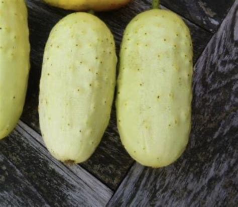Boothbys Blonde Cucumber Seeds Heirloom Murray Seed Co